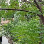 زمین ۷۰۰ متری مرکز نوشهر