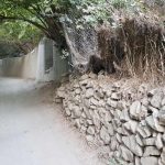 باغ ۱۸۰ متری در آهار