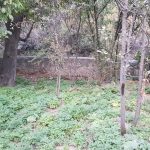 زمین و باغ در آهار