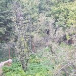 زمین و باغ در آهار