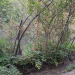 زمین و باغ در آهار